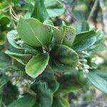 Viburnum suspensum Folha