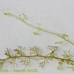 Utricularia ochroleuca Annet