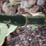 Brillantaisia cicatricosa Ŝelo