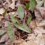 Erythronium americanum Foglia