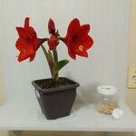 Hippeastrum reginaeЦветок