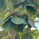 Terminalia catappa Fruit