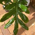 Stenocarpus sinuatus Levél