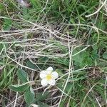 Fragaria chiloensis Blomst