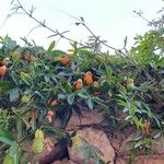 Passiflora caerulea Φρούτο