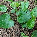 Commicarpus plumbagineus Leaf