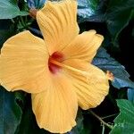 Hibiscus rosa-sinensisফুল