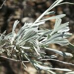 Artemisia tridentata Outro
