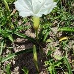 Ipomoea imperati برگ