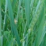Triticum turgidum Hoja