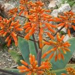 Aloe striata फूल