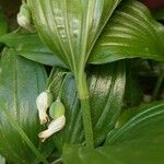 Polygonatum latifolium 果実