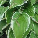 Hosta plantagineaFeuille