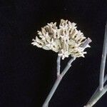 Asclepias subulata Blüte