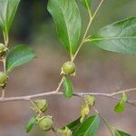 Diospyros acapulcensis Плод