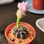 Gymnocalycium anisitsii Blomst