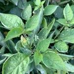 Solanum scabrum Blatt