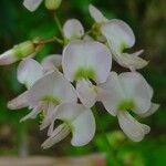 Derris trifoliata 花