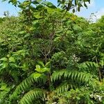 Frangula azorica Likasa