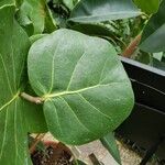 Coccoloba uvifera Yaprak