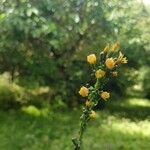 Lactuca quercina Fleur