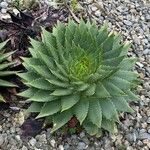 Aloe polyphylla Blad