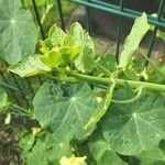 Tropaeolum minus Leaf