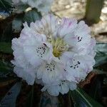 Rhododendron pudorosum Flor