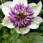 Clematis florida Kvet