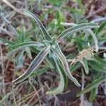 Helichrysum globosum Leaf