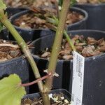 Begonia coursii Corteza