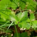Sanicula europaea Hoja