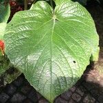 Clerodendrum speciosissimum Feuille