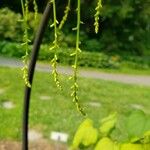 Dioscorea polystachya Flower