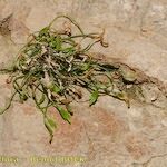 Asplenium seelosii Habit