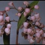 Arctostaphylos stanfordiana Fleur