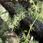 Asparagus acutifolius Folha