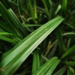 Carex pendulaBlad