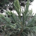 Cryptomeria japonica 葉