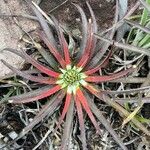 Bromelia balansae Fuelha