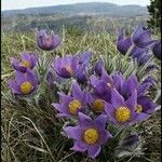 Pulsatilla grandis Flor