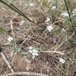 Arabis auriculata Flower