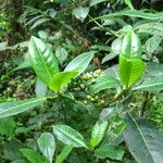 Psychotria succulenta Агульны выгляд