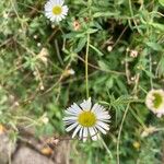 Erigeron karvinskianus ᱵᱟᱦᱟ