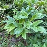 Helleborus lividus Leaf