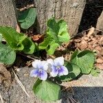 Viola × melissifolia Flower