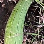 Luffa acutangula Frucht