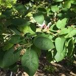 Amelanchier canadensis List