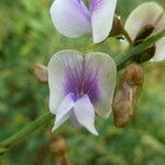 Tephrosia noctiflora Blüte