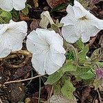 Petunia axillaris Floro